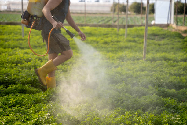Best Wasp Removal Services  in Green River, WY