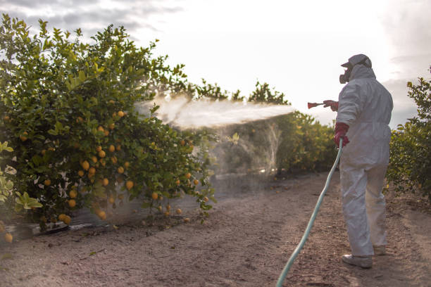 Best Bed Bug Extermination  in Green River, WY