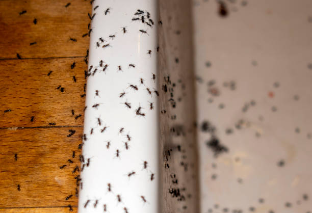 Best Local Pest Control Services  in Green River, WY